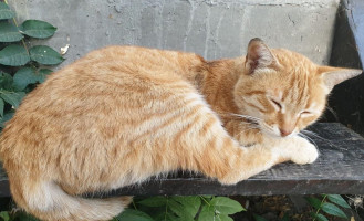 Iris Sunny Beach drink