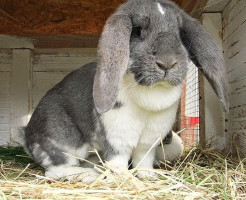 Farmapark Lubina Kontaktná Zoo drink