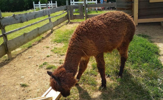 Farmapark Lubina Kontaktná Zoo outside