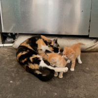 Değirmen Lokantası drink