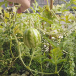 Pitanh Grill House drink