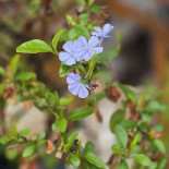 Baia Cocktail Bar Restaurant drink