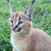 La Teo Restaurant drink