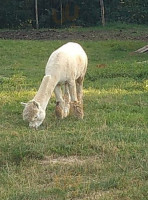 Fish Park Rybołówka food