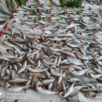 Ünlü Dalyan Balık Pişirme Evi Alacaatli YaŞamkent Beytepe İncek TÜrkkonut Konutkent drink