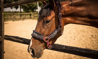 SÓskÚti Lovas És ÉlmÉnypark TÁltos Étterem drink