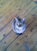 Üvegház étterem drink