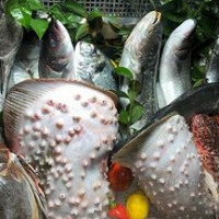 Dodomarin Balık food