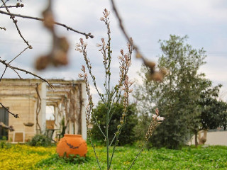 Hans Sternbach Winery